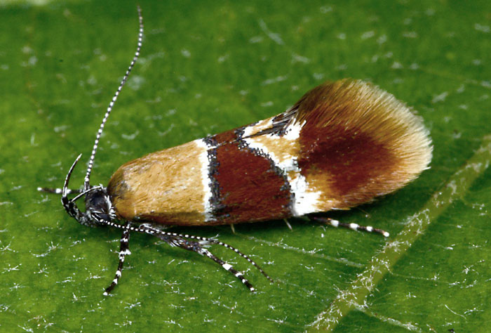 Epicallima formosella e Epicallima bruandella - Oecophoridae